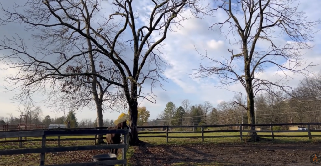 Picture of outdoors with trees, grass, fence, and a horse.