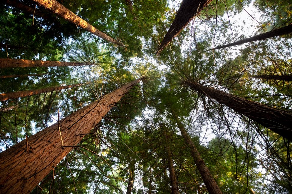 a bottom view of big trees in a forest