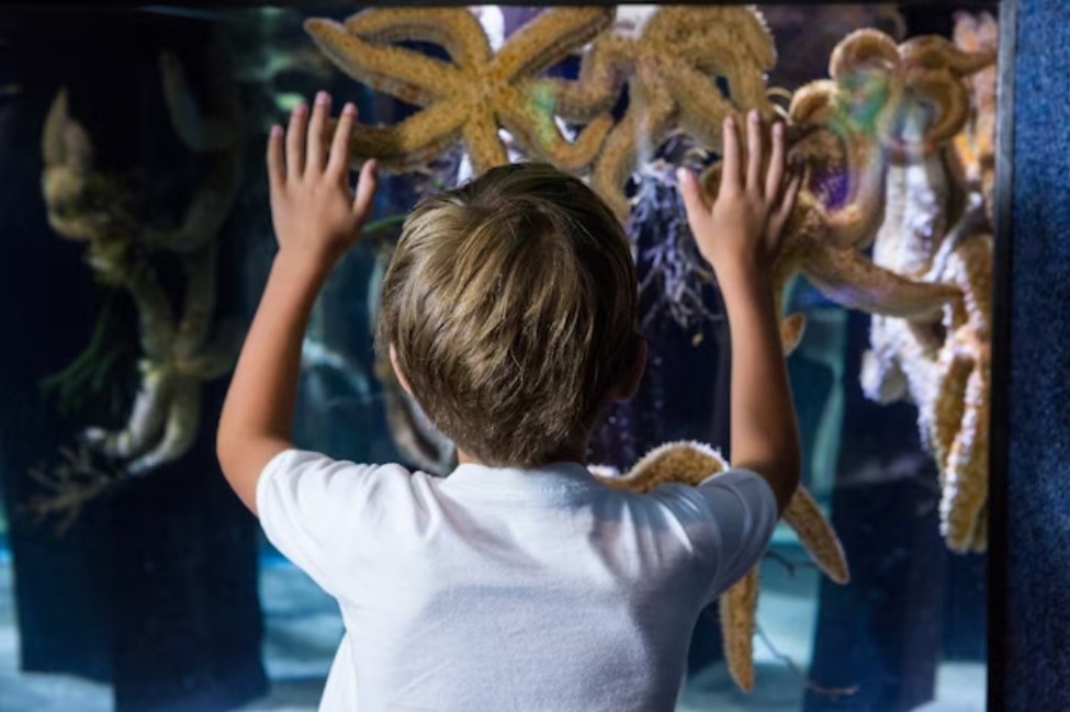 a young boy touching a starfish tank
