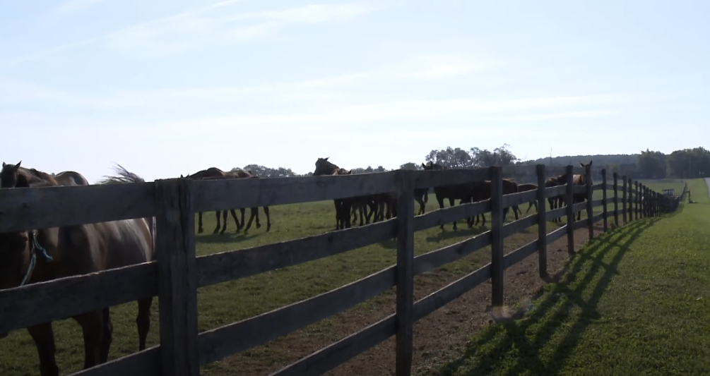Picture of horses inside a horse fence
